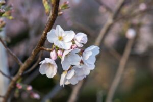 不倫　浮気　フラッシュバック